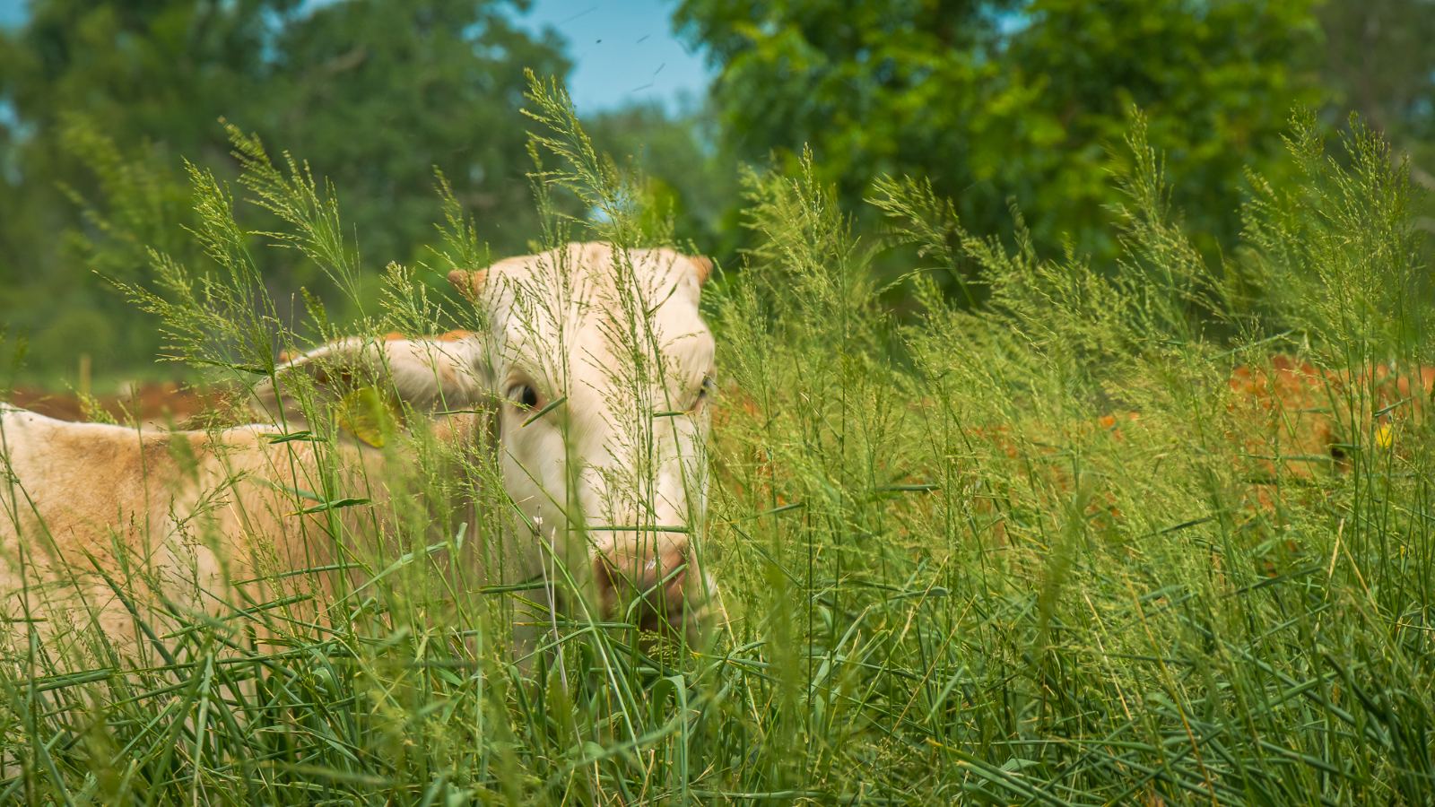 Cattle grazing on open pasture