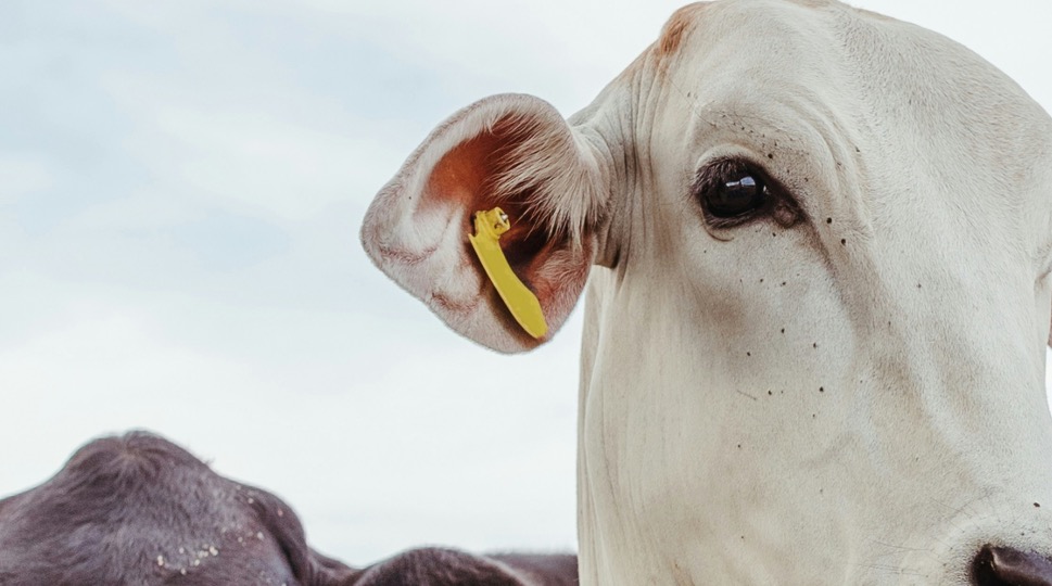 Cow wearing a Pastorix smart collar