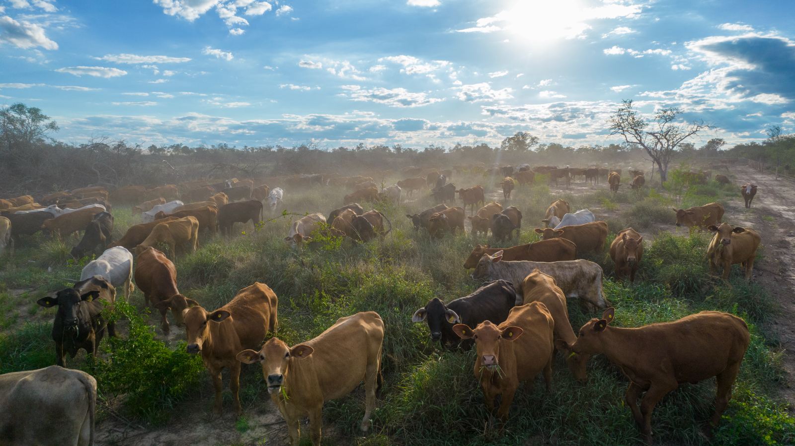 Cattle at golden hour raising dust