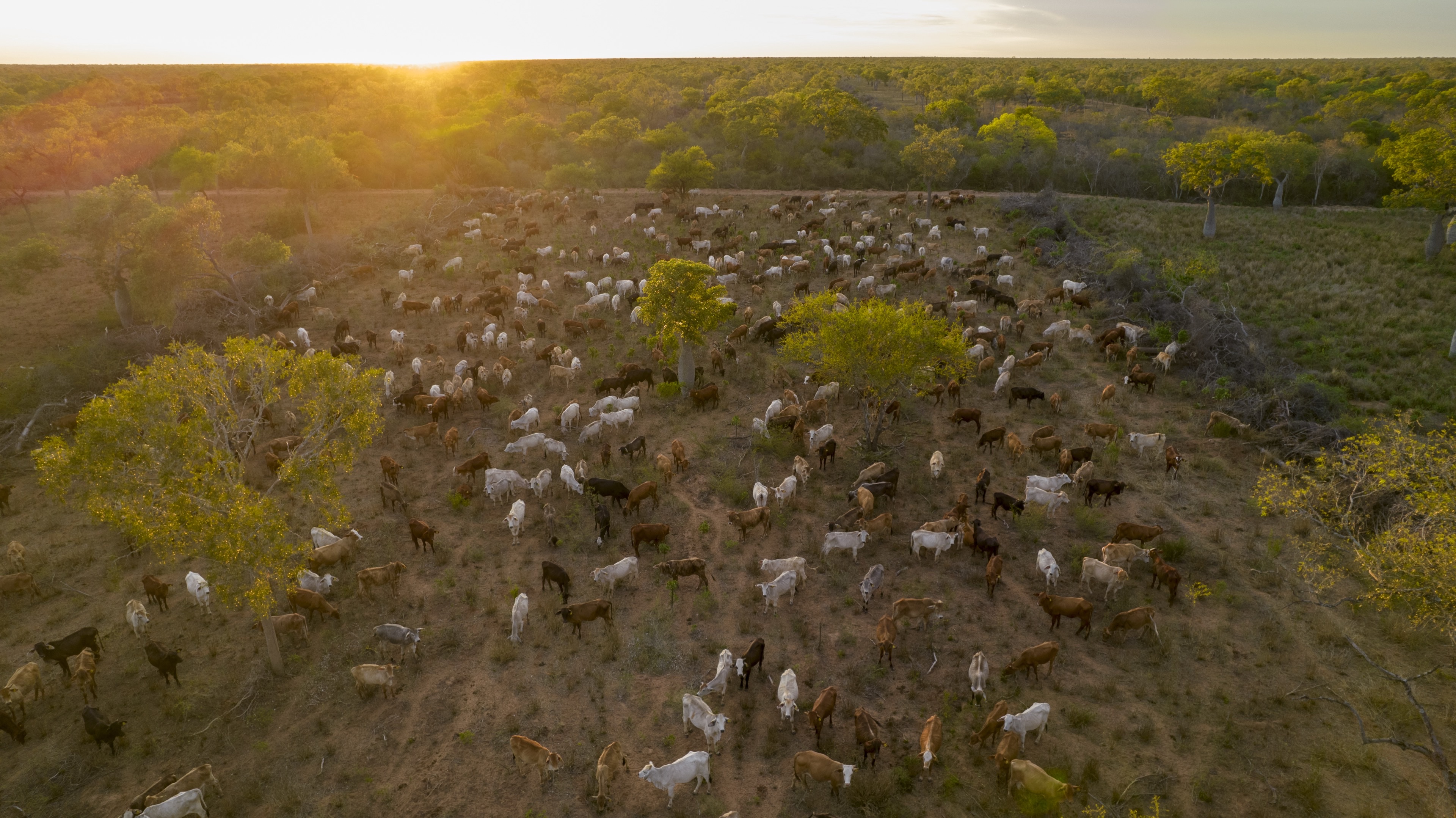 Sunrise over a cattle ranch