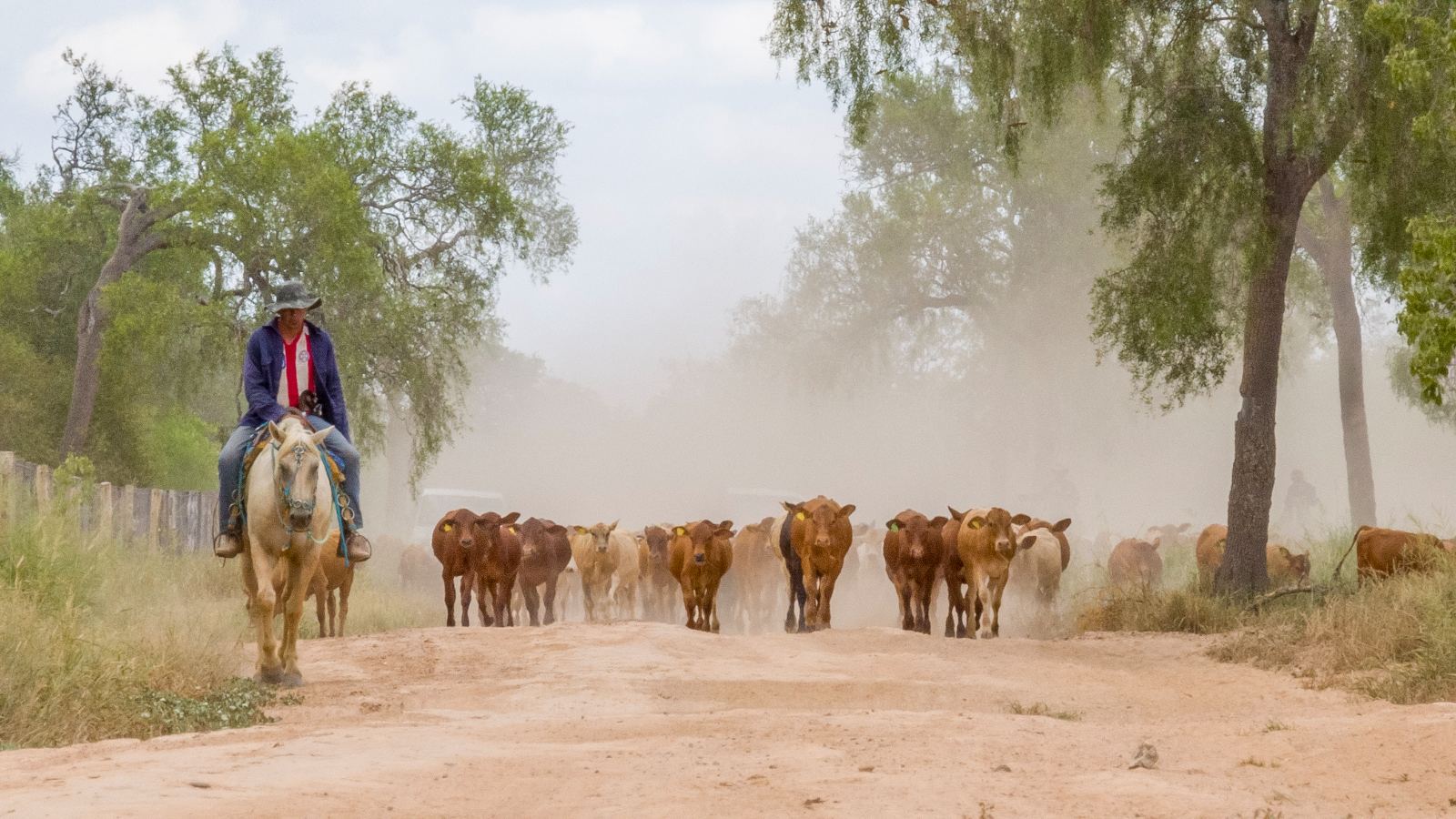 Cowboy herding cattle on horseback