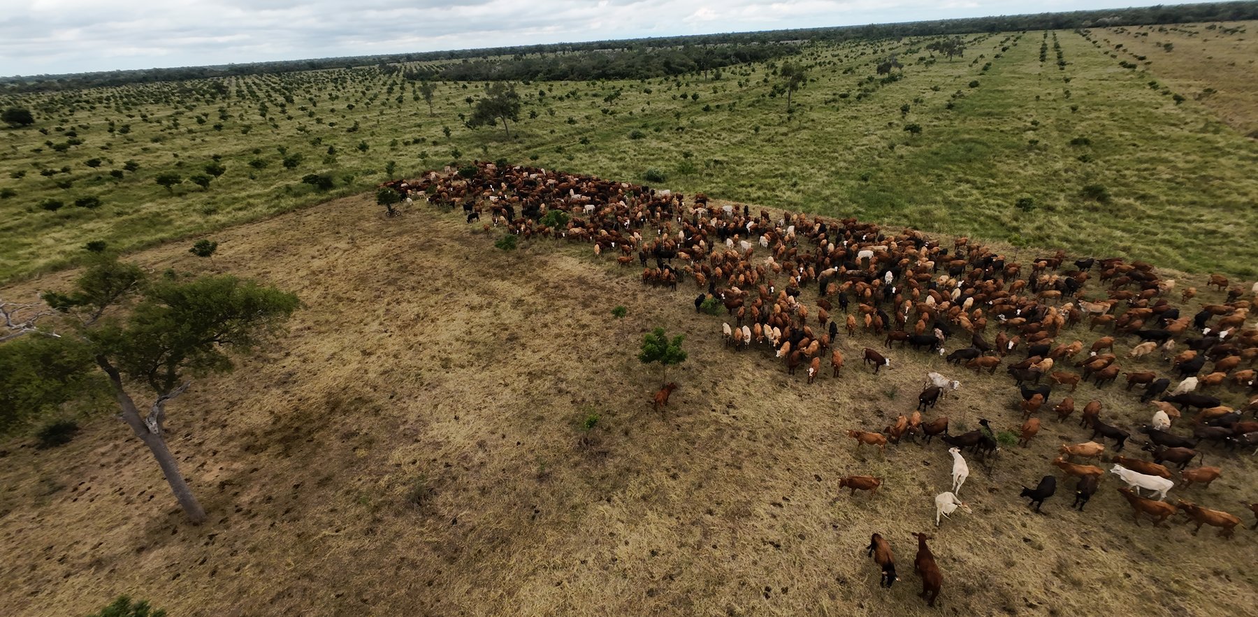 Aerial view of a cattle herd on managed pasture