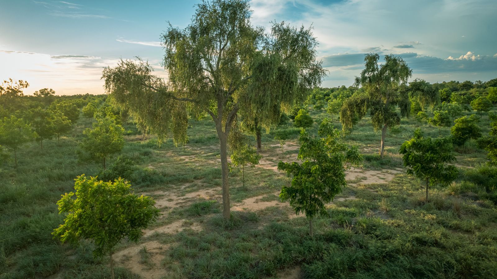 Quebracho trees on the Chaco landscape